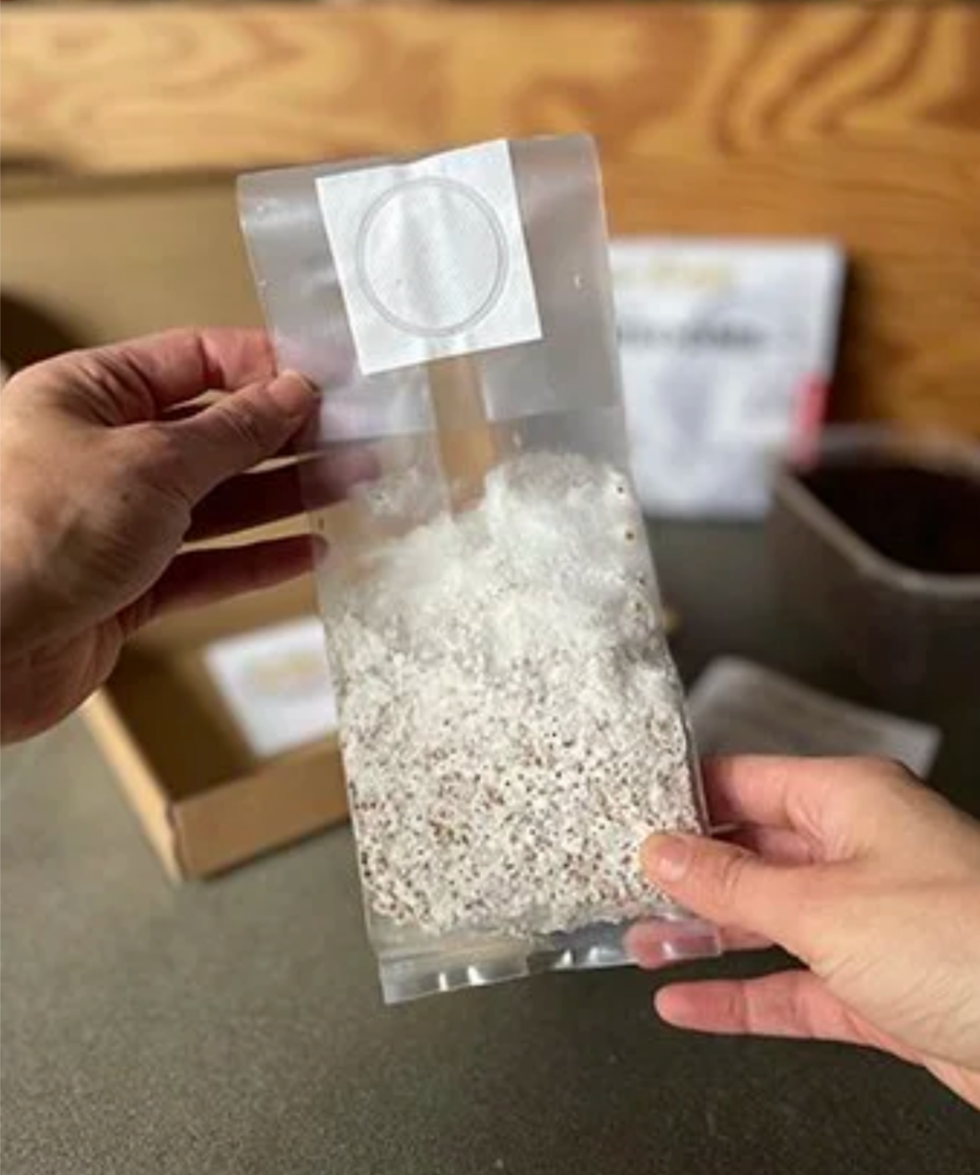 Hand holding a clear plastic bag with mushroom spawn on grain against a blurred indoor background
