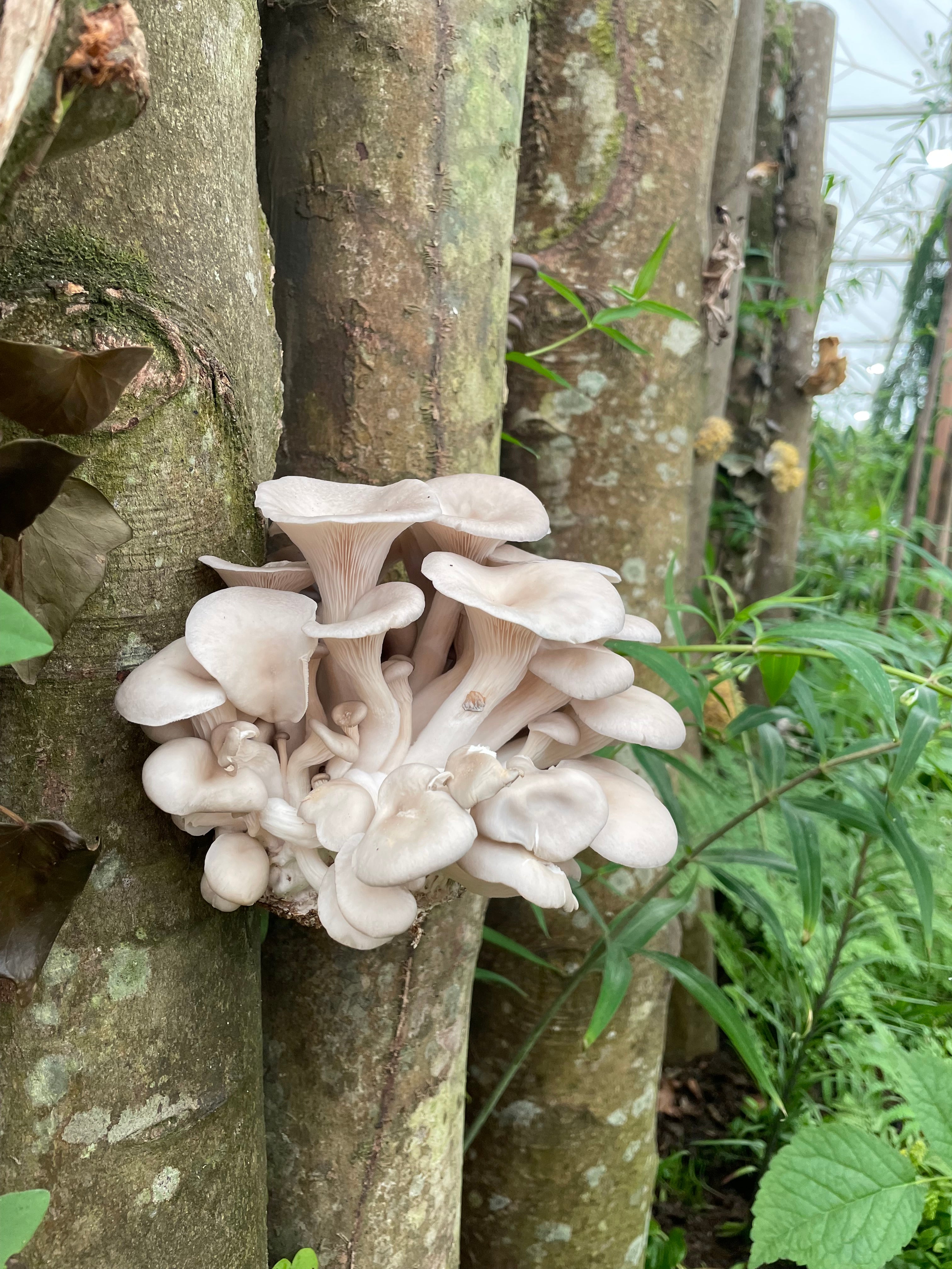 White mushrooms growing on logs with green foliage in the background