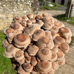 Hand holding a cluster of Shiitake mushrooms with a rustic background