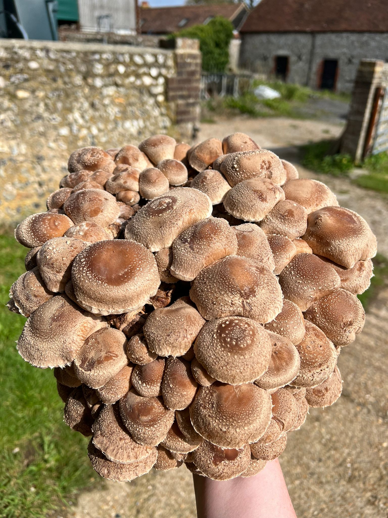 Hand holding a cluster of Shiitake mushrooms with a rustic background