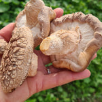 Hand holding three large Shiitake mushrooms against a green outdoor background