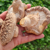 Hand holding three large Shiitake mushrooms against a green outdoor background