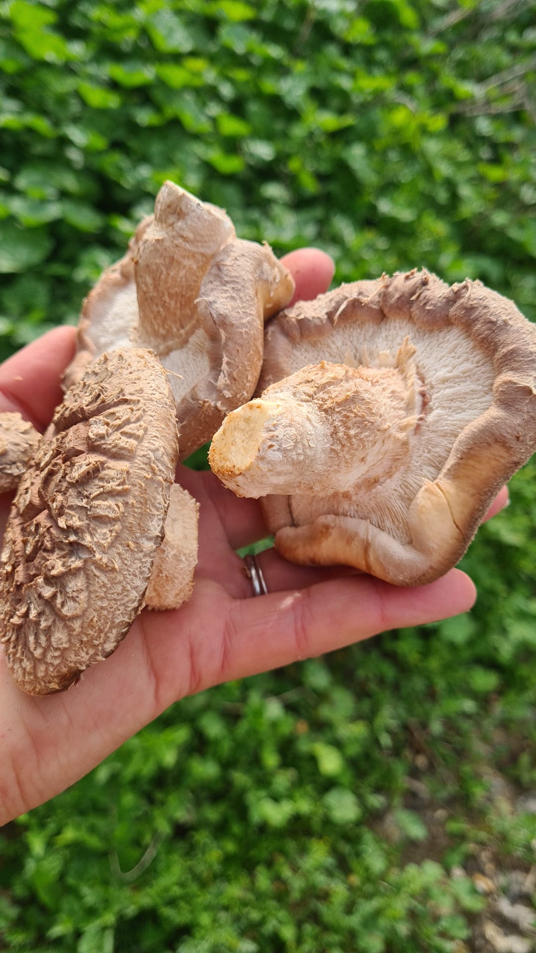Hand holding three large Shiitake mushrooms against a green outdoor background