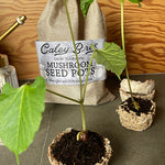 Mushroom seed pots with young plants and a branded drawstring bag on a wooden surface.