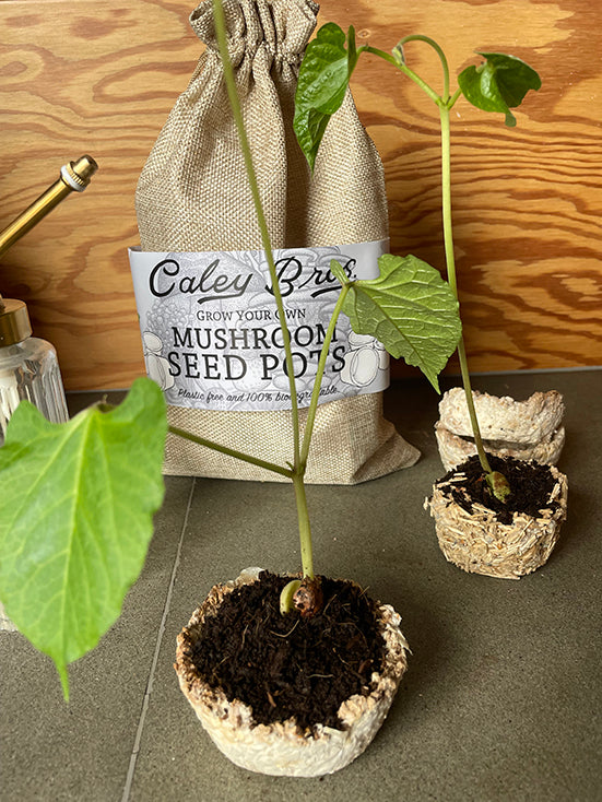 Mushroom seed pots with young plants and a branded drawstring bag on a wooden surface.