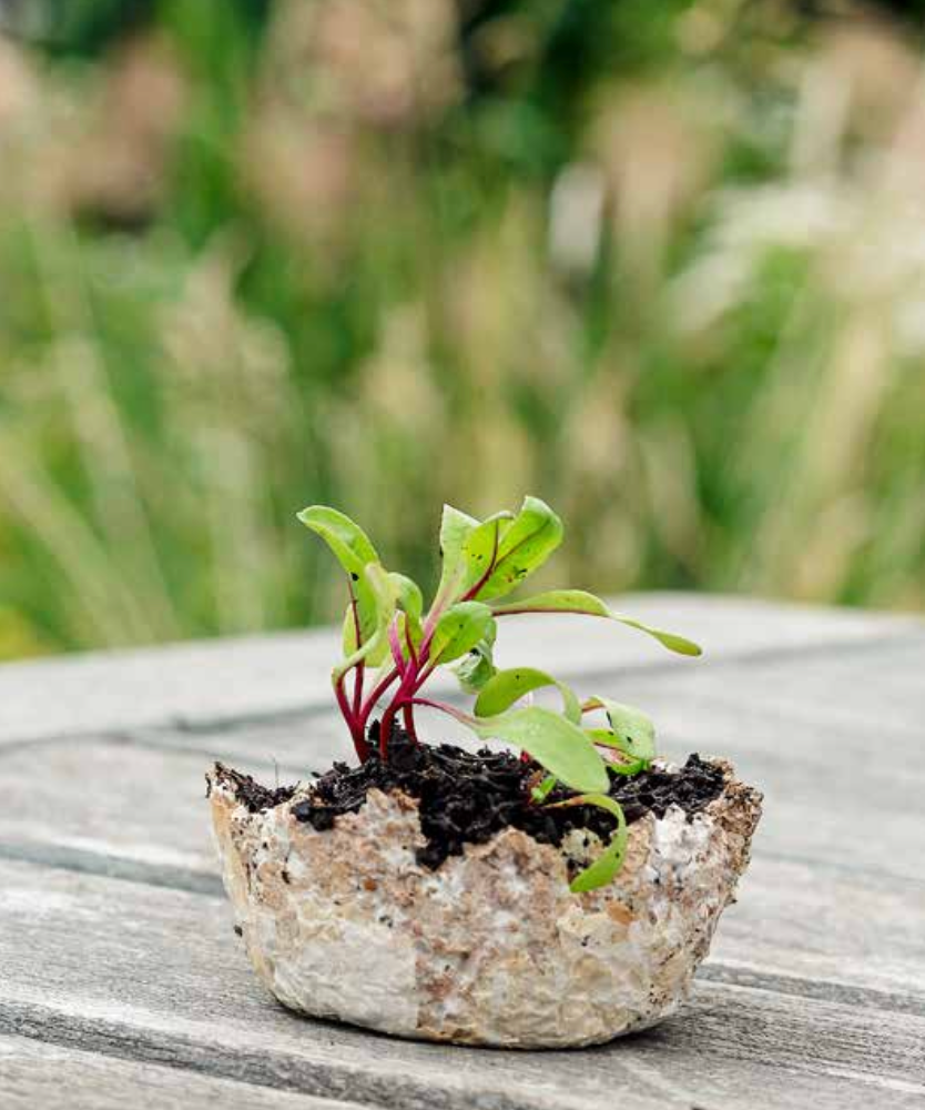 Small potted plant with green leaves and red stems on a wooden surface with a blurred natural background