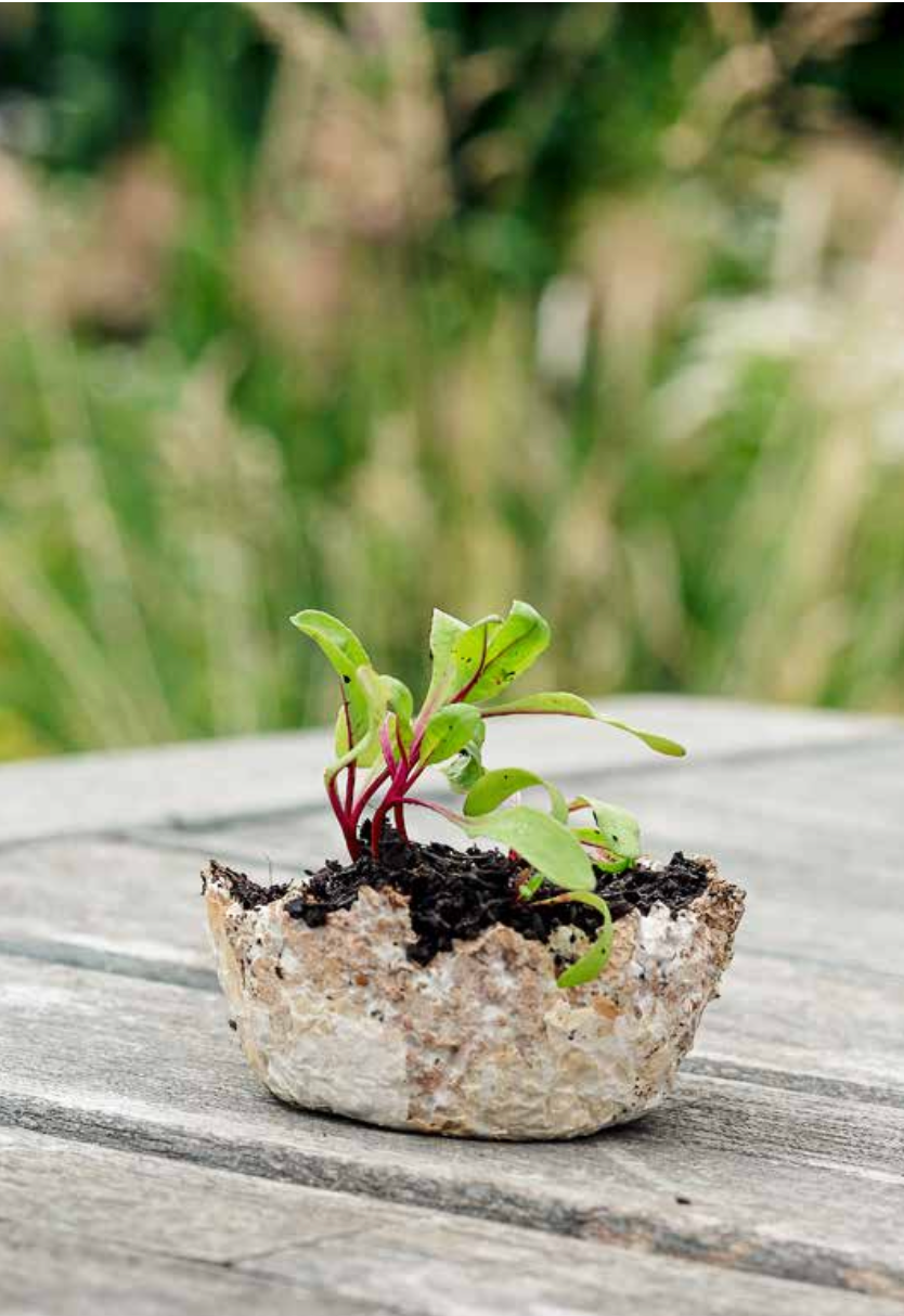 Small potted plant with green leaves and red stems on a wooden surface with a blurred natural background