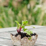 Small potted plant with green leaves and red stems on a wooden surface with a blurred natural background