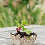 Small potted plant with green leaves and red stems on a wooden surface with a blurred natural background