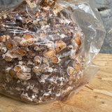 King Oyster and Shiitake large Grow Kits Bundle