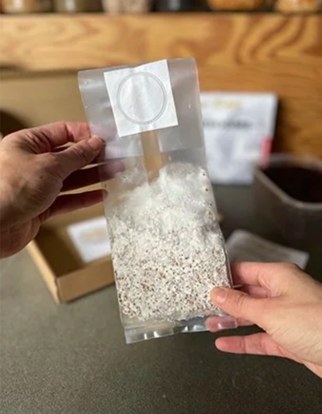 Hand holding a clear plastic bag with spawn against a blurred indoor background