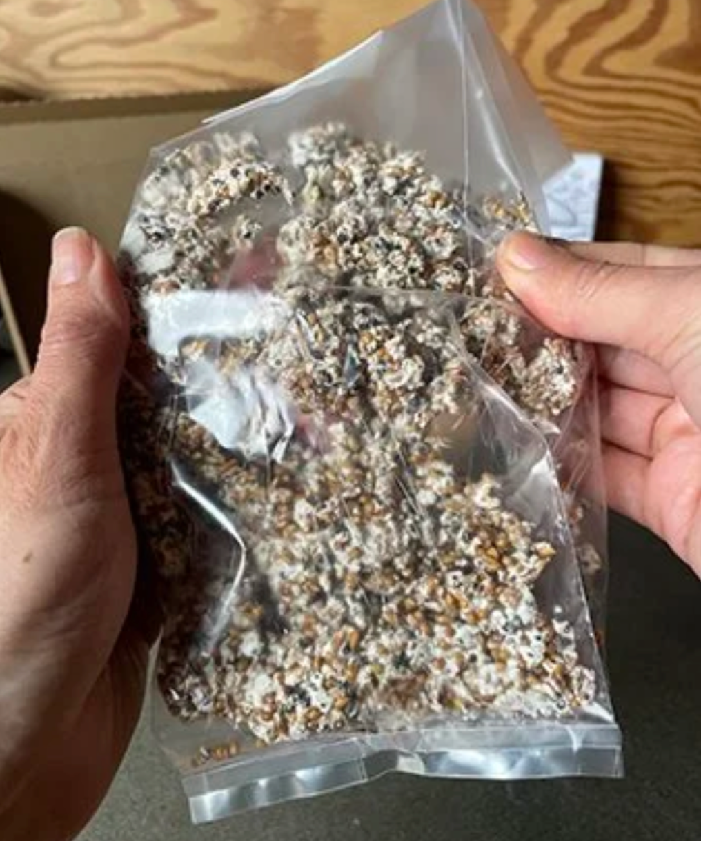 Bag of mushroom spawn