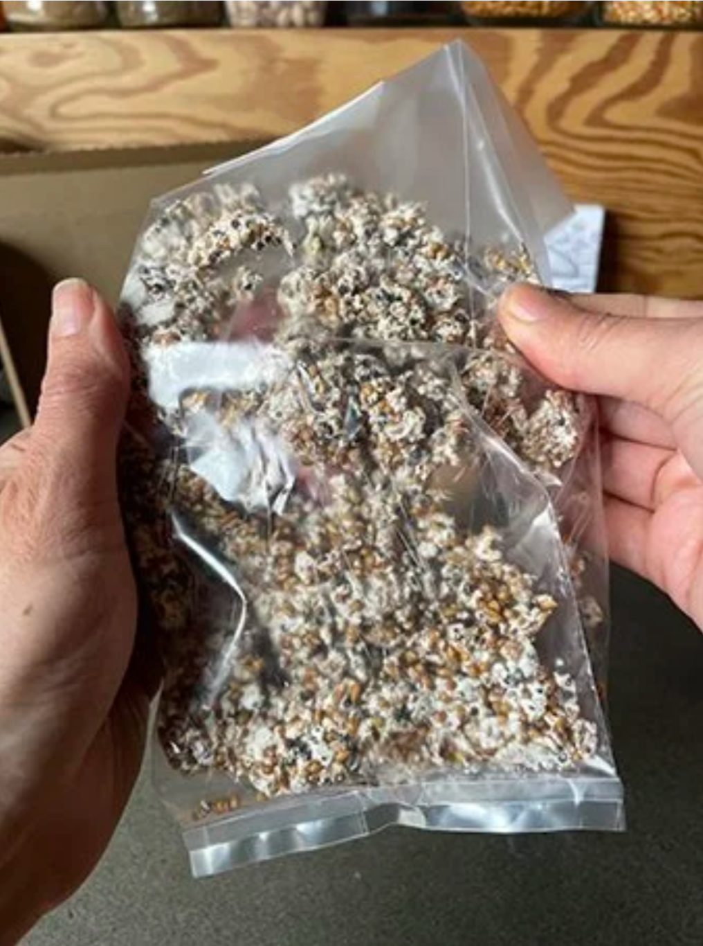 Bag of mushroom spawn