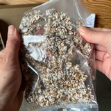 Bag of mushroom spawn