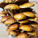 Speckled Chestnut Gourmet Mushroom Grow Your Own Kit