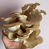 Tarragon Oyster Mushroom Grow Your Own Kit