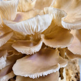 Tarragon Oyster Mushroom Grow Your Own Kit