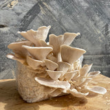 Pale Oyster Mushroom Grow Your Own Kit