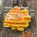 Mushroom Log Growing Kit