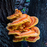 Cluster of chicken of woods mushrooms growing on a tree trunk