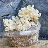 Coral Tooth Gourmet Mushroom Grow Your Own Kit