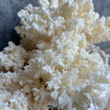 Coral Tooth Gourmet Mushroom Grow Your Own Kit