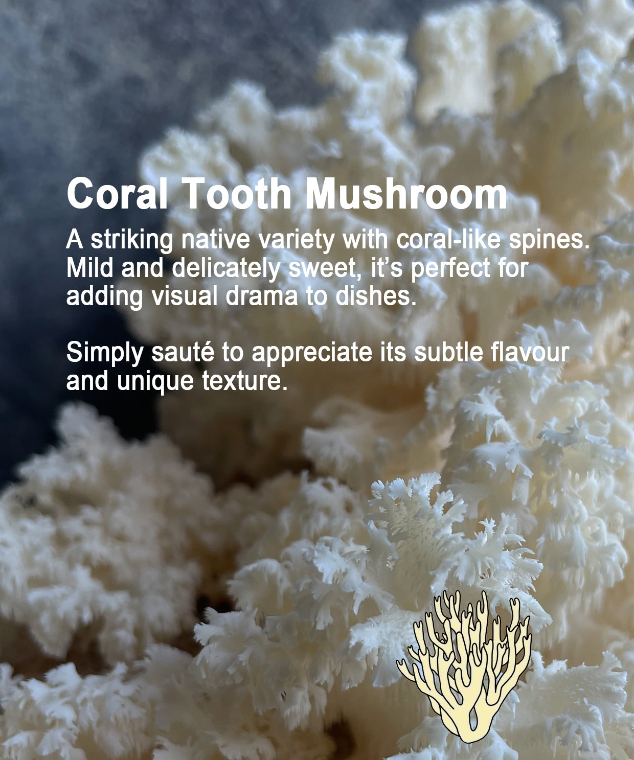 Coral Tooth Mushroom with text describing its characteristics and uses