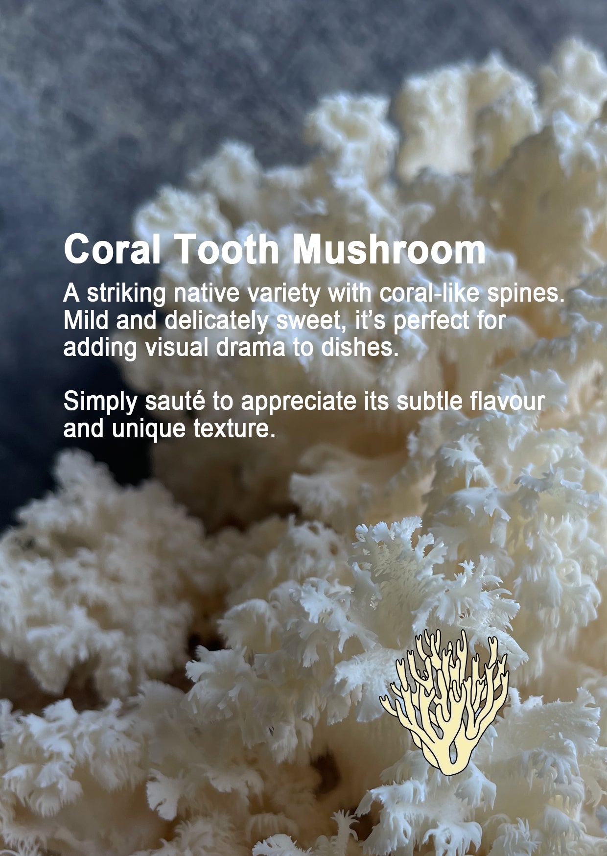Coral Tooth Mushroom with text describing its characteristics and uses
