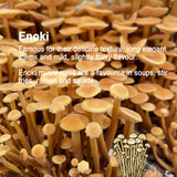 Golden Enoki-Mushroom Growing Kit