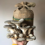 Hand holding a cluster of grey oyster mushrooms next to a burlap bag on a neutral background