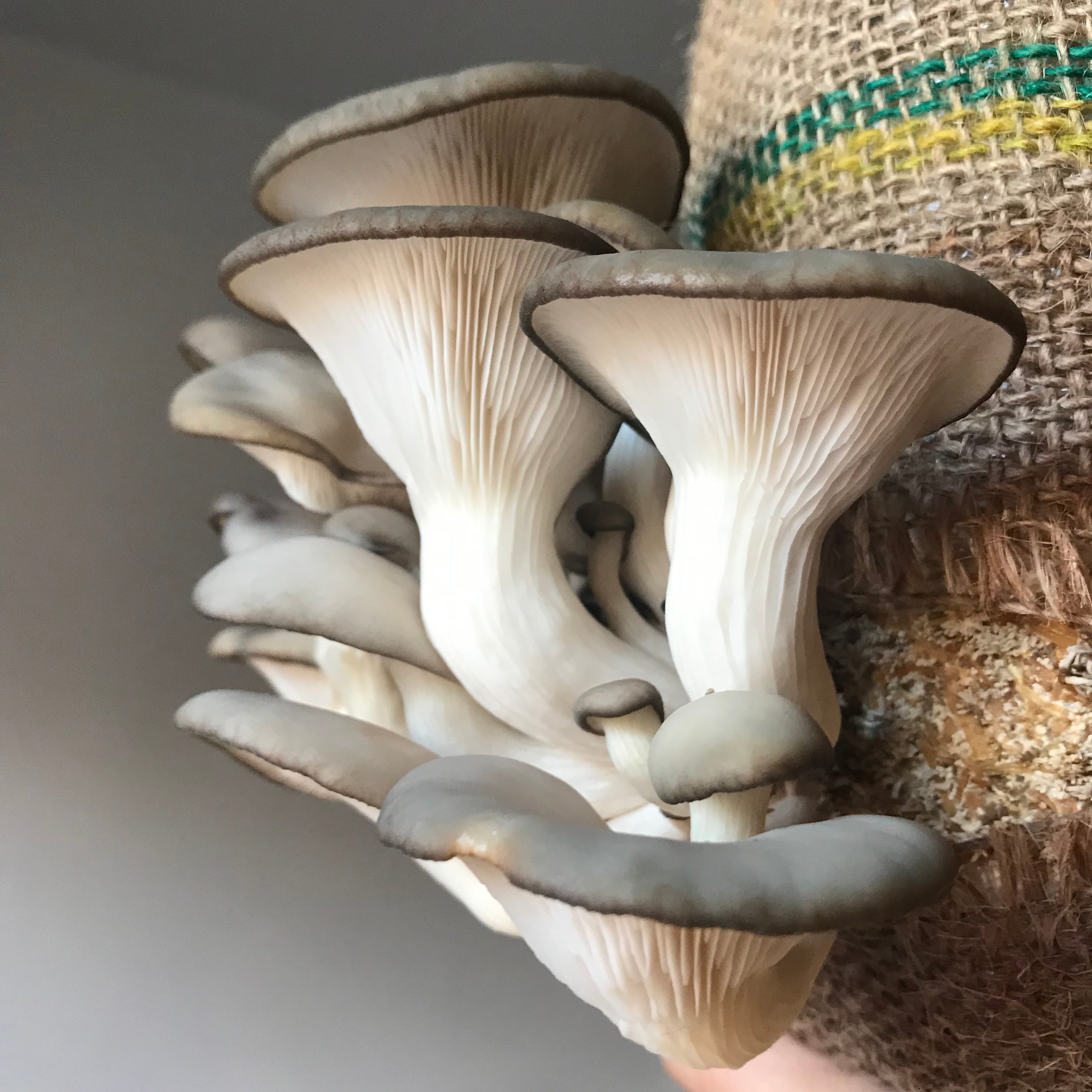 Close-up of a cluster of grey oyster mushrooms with a textured background
