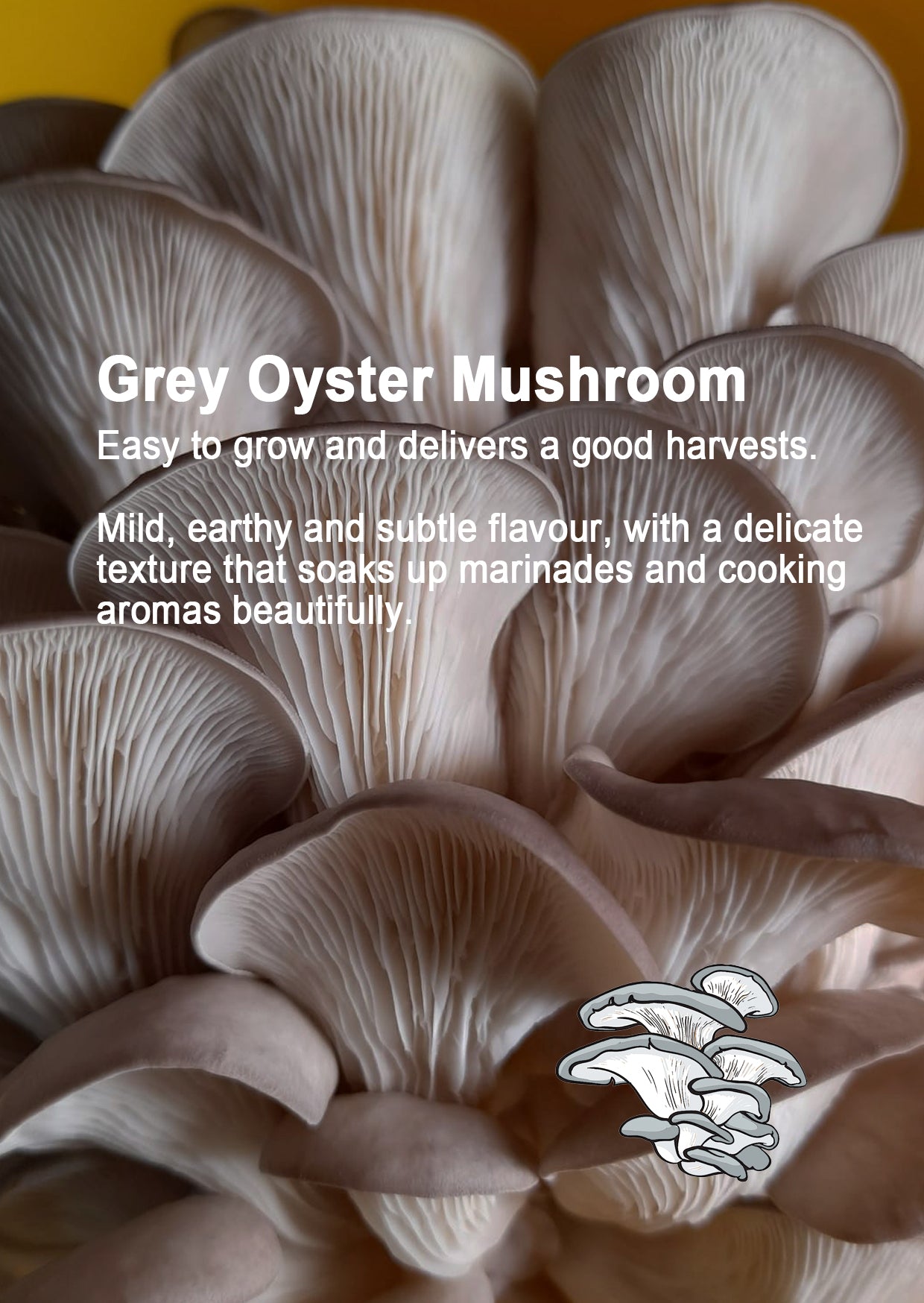 Mushroom Duo