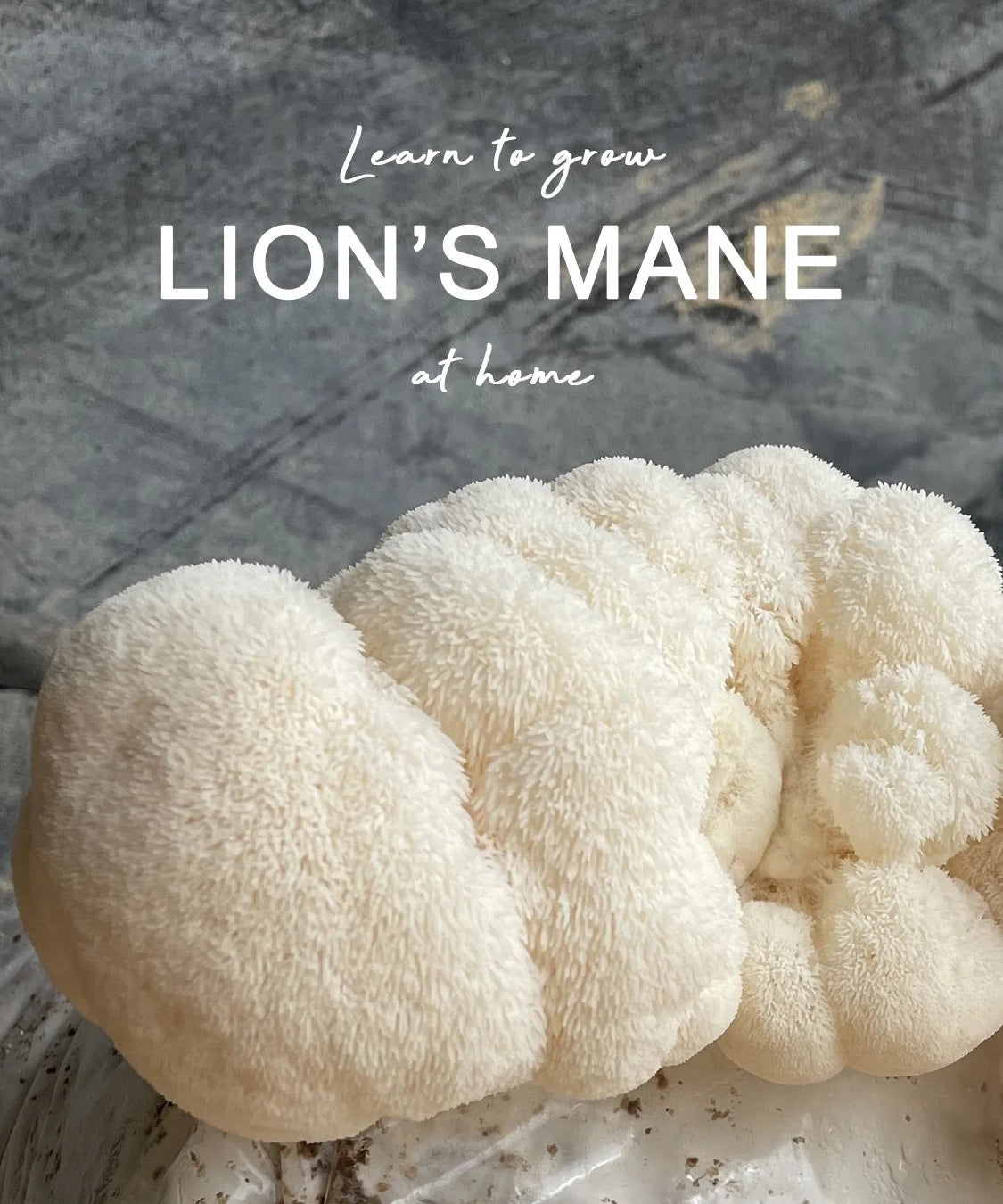 Close-up of lion's mane mushroom with text overlay on a stone surface