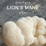 Close-up of lion's mane mushroom with text overlay on a stone surface