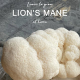 Close-up of lion's mane mushroom with text overlay on a stone surface