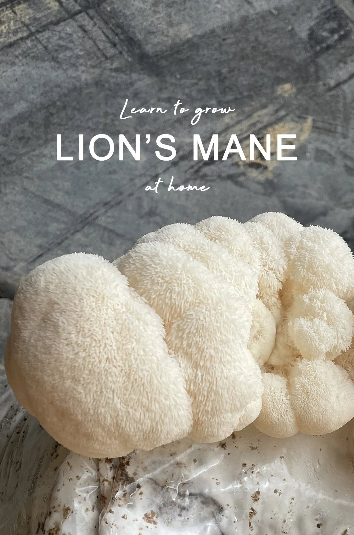 Close-up of lion's mane mushroom with text overlay on a stone surface