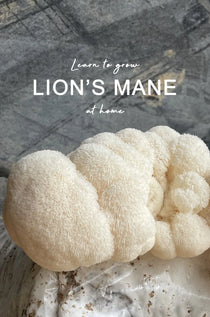 Close-up of lion's mane mushroom with text overlay on a stone surface