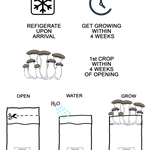 Illustrations of mushroom growing instructions with icons and text on a white background.