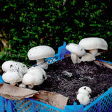 Mushroom Spawn
