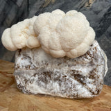 Lion’s Mane Mushroom Grow Your Own Kit