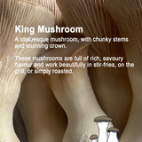 King Oyster Mushroom Grow Your Own Kit
