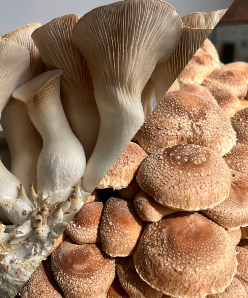 A close-up split view showing two types of mushrooms: large cream-colored King oyster mushrooms on the left and Shiitake mushrooms on the right.