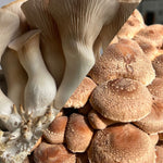 A close-up split view showing two types of mushrooms: large cream-colored King oyster mushrooms on the left and Shiitake mushrooms on the right.