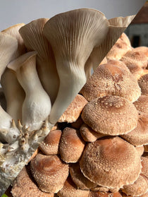 A close-up split view showing two types of mushrooms: large cream-colored King oyster mushrooms on the left and Shiitake mushrooms on the right.