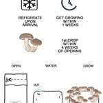Illustrated guide for mushroom care, storage, and growing with icons and text on a white background.