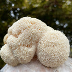 Close-up of a lions mane mushroom with a blurred natural background