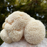 Close-up of a lions mane mushroom with a blurred natural background