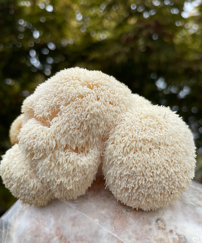 Close-up of a lions mane mushroom with a blurred natural background