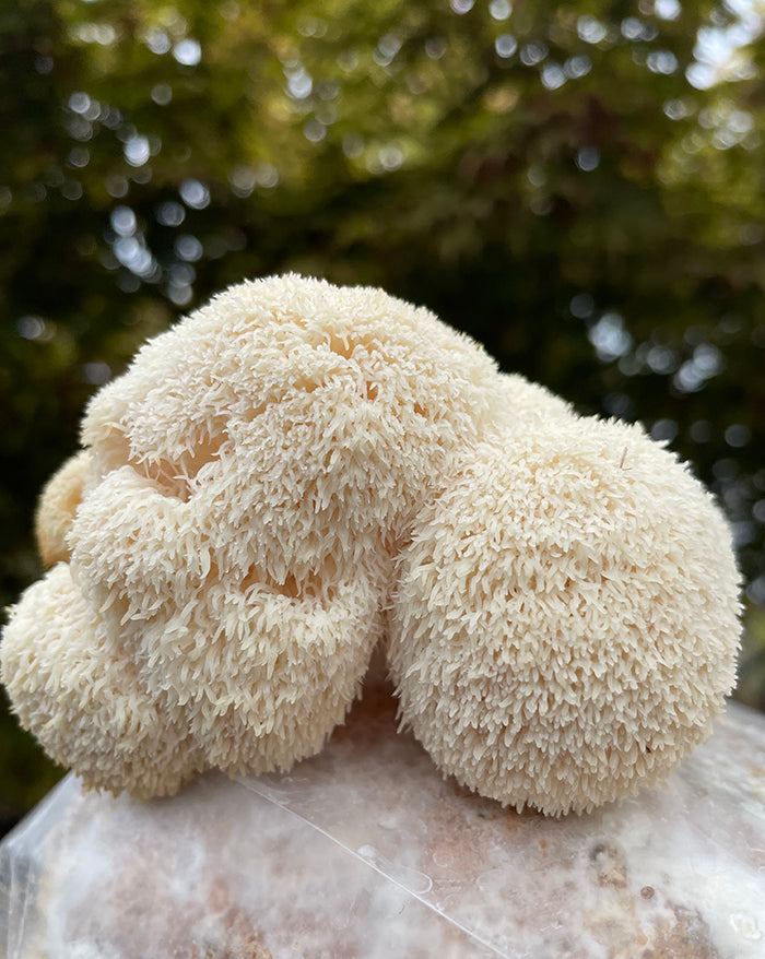 Close-up of a lions mane mushroom with a blurred natural background