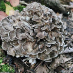 Close-up of a cluster of hen of the woods mushrooms on a forest floor